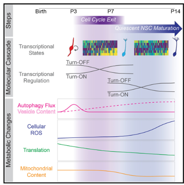 Graphic showing the sequential milestones underlying hippocampal neural stem cell development
